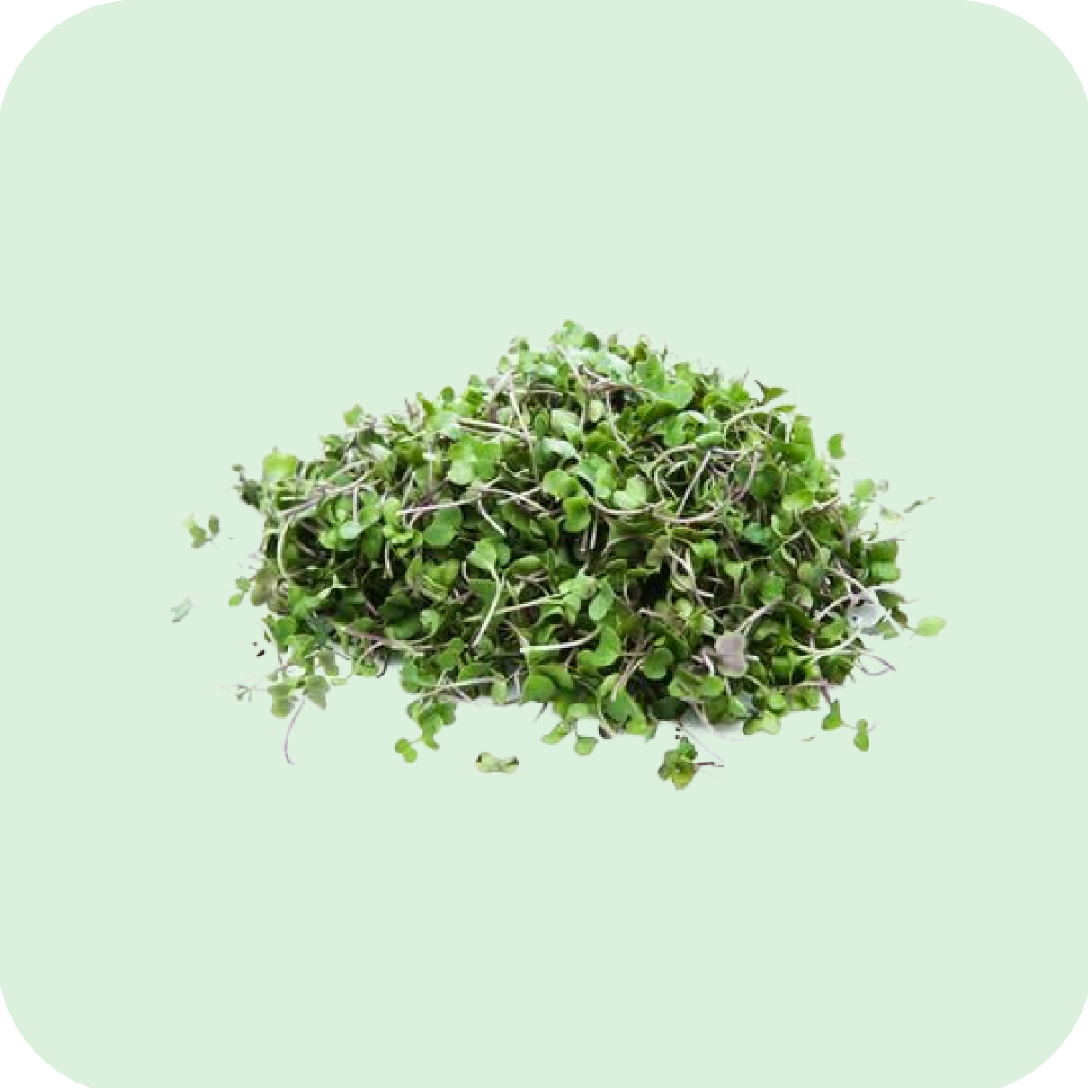 Germinados de Brócoli Orgánicos 50G - ARCAIKA ORGÁNICO